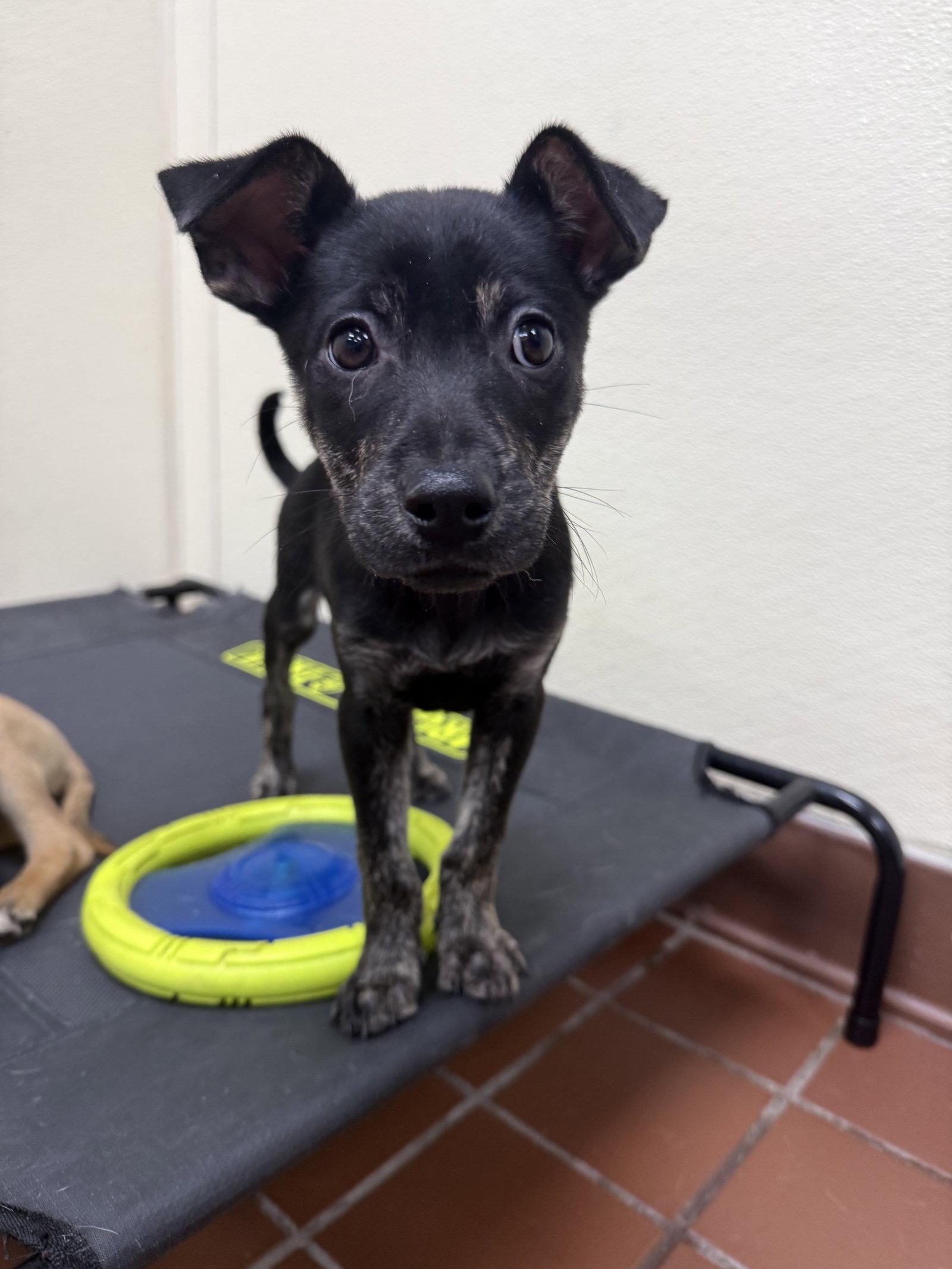 Enlarge Skye, a Adoptable Dutch Shepherd in Lake Hopatcong, NJ image 3/3