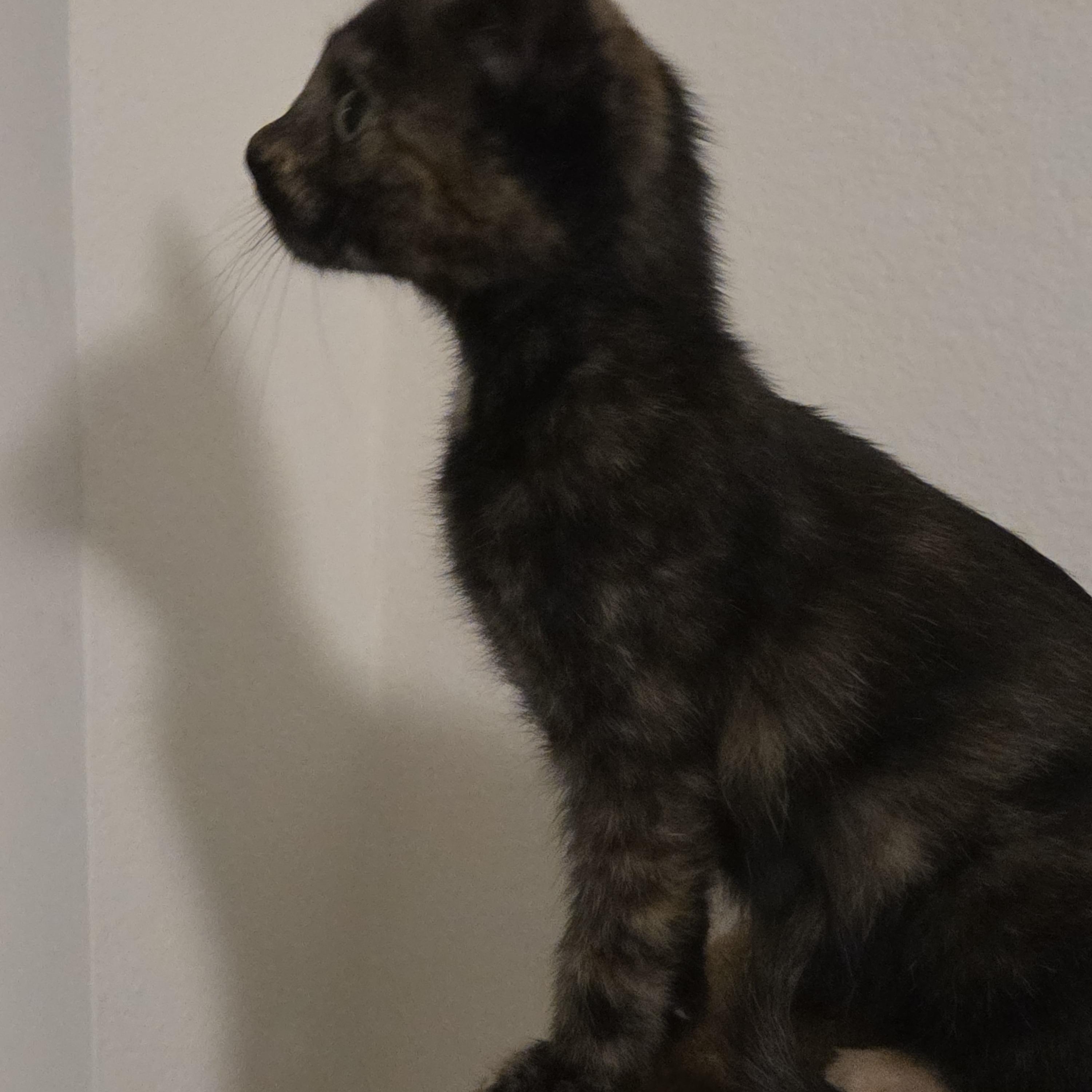 Lydia, ADOPTABLE, Kitten Female Domestic Short Hair.