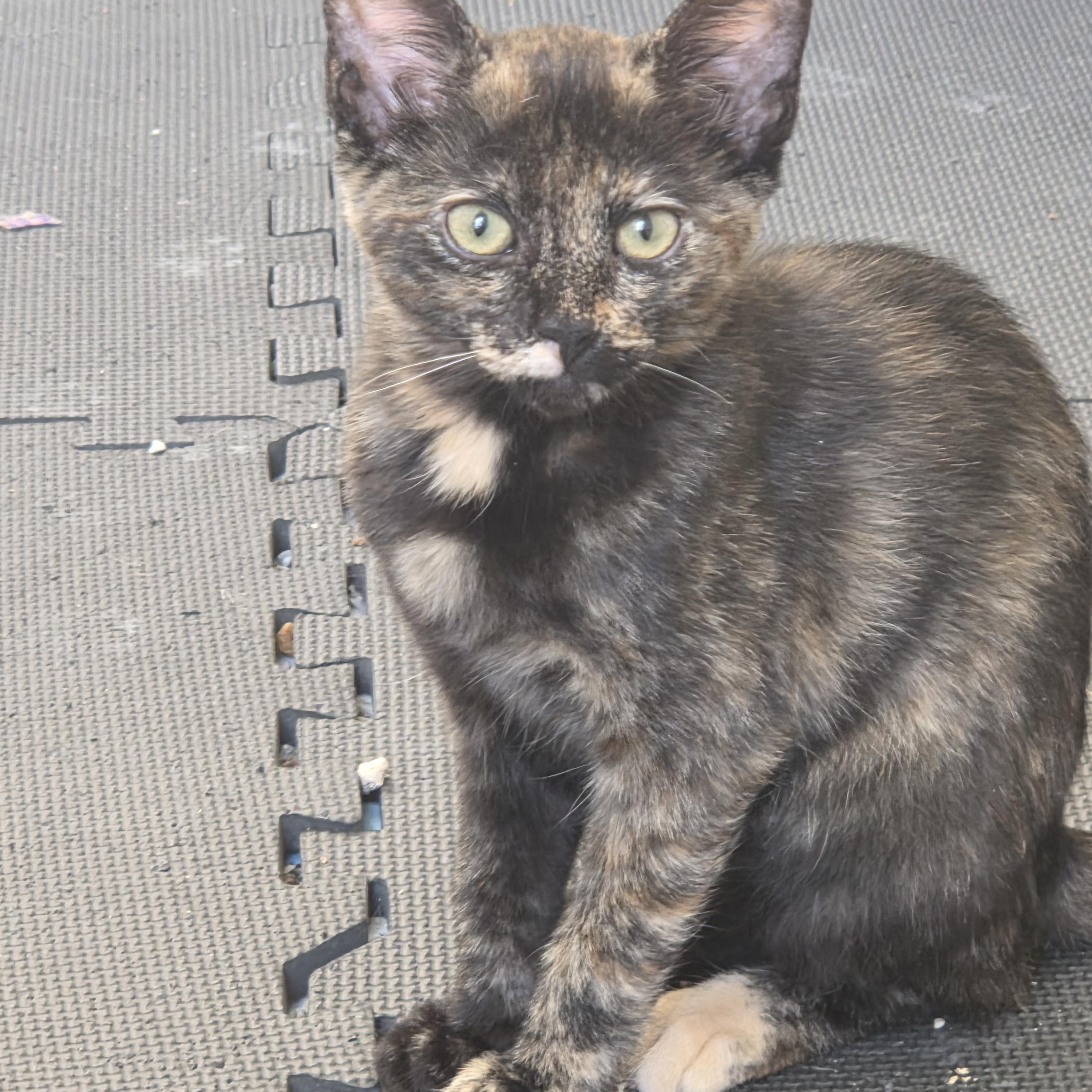 Lydia, adopted, Kitten Female Domestic Short Hair.