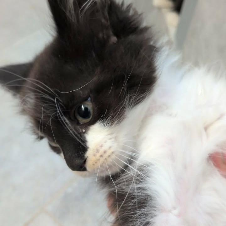 Motmot, Adoptable, Kitten Female Domestic Medium Hair.