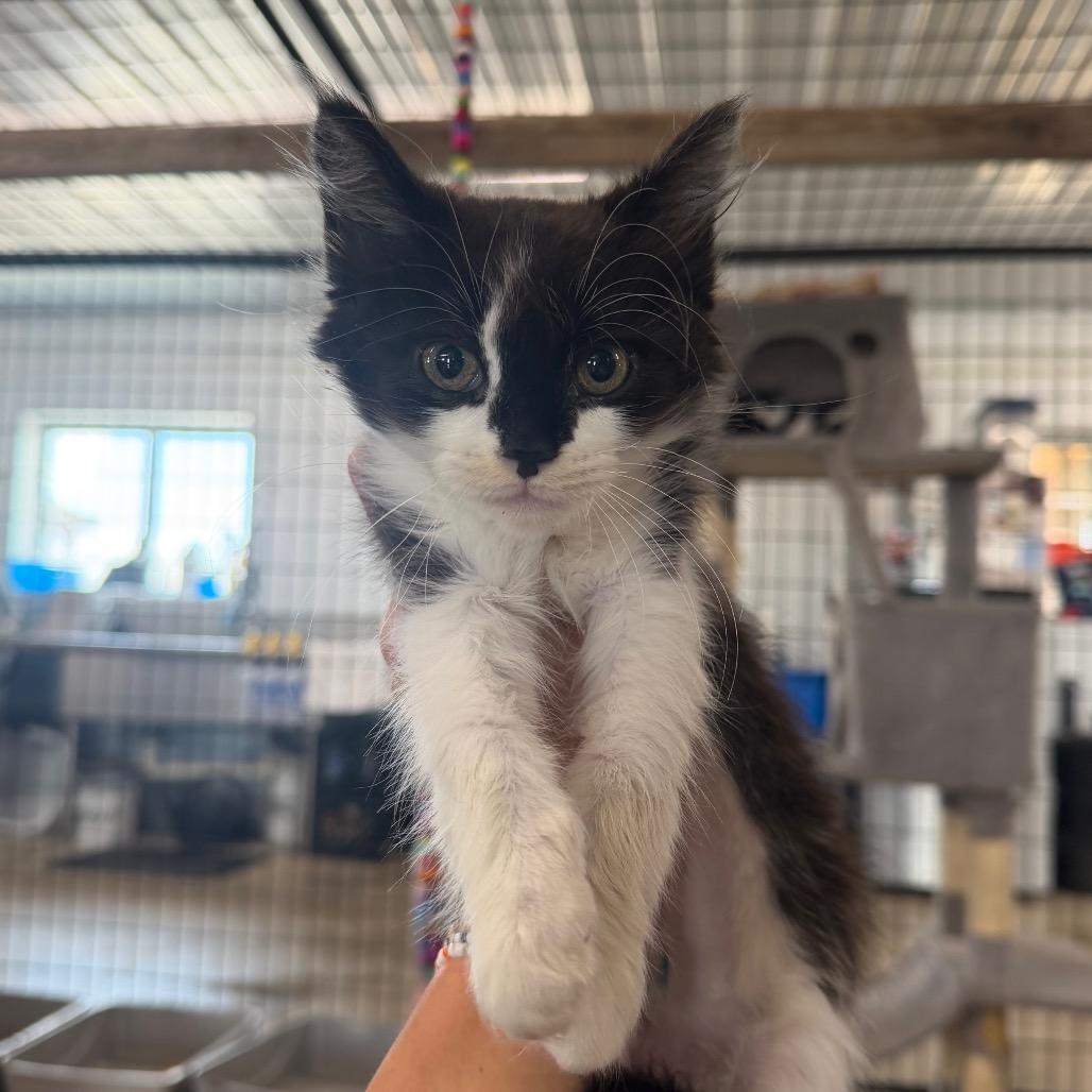 Motmot, a Adoptable Domestic Medium Hair in Spanish Fork, UT image 2/2