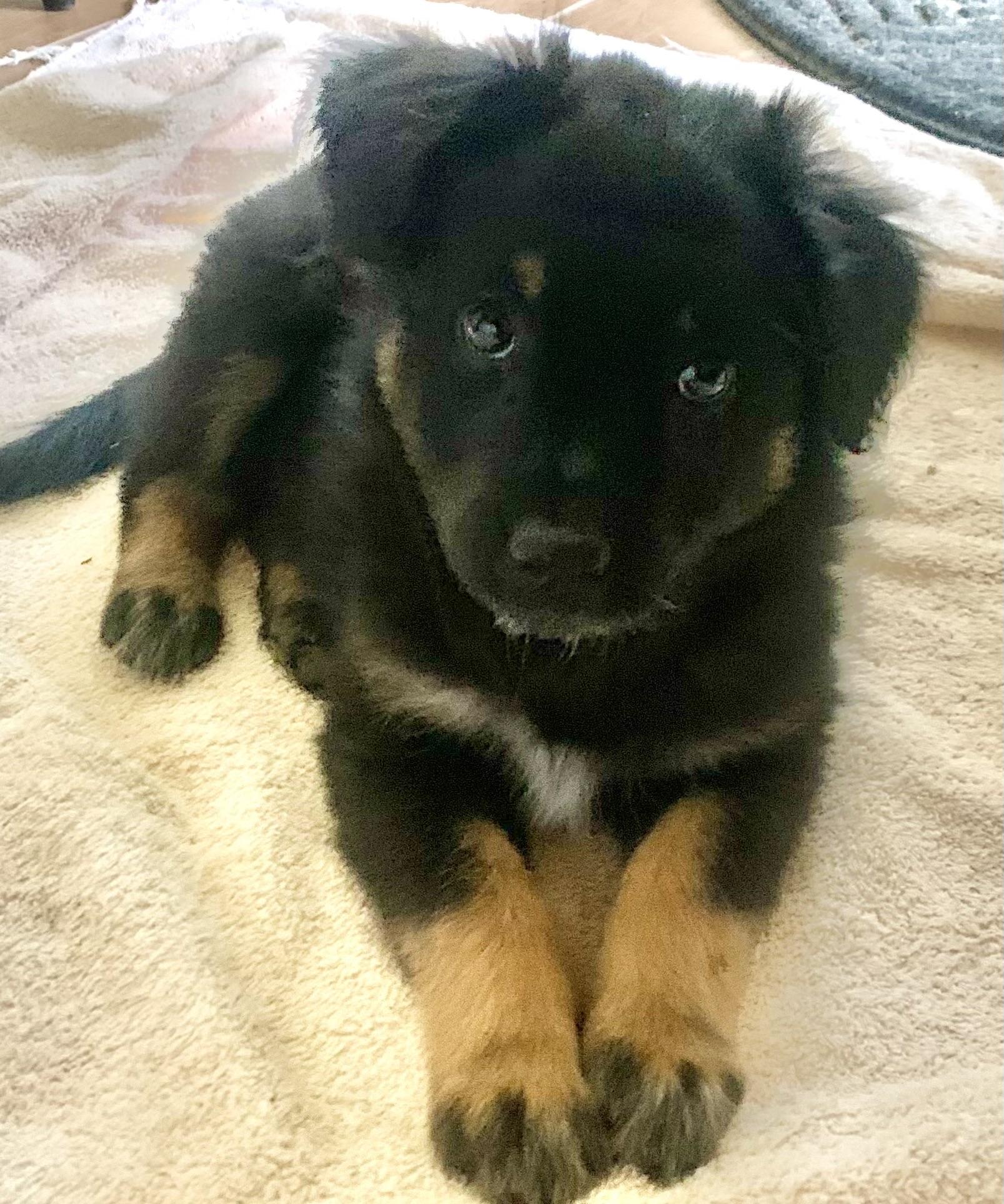 Clover, Adoptable, Puppy Male Australian Shepherd.