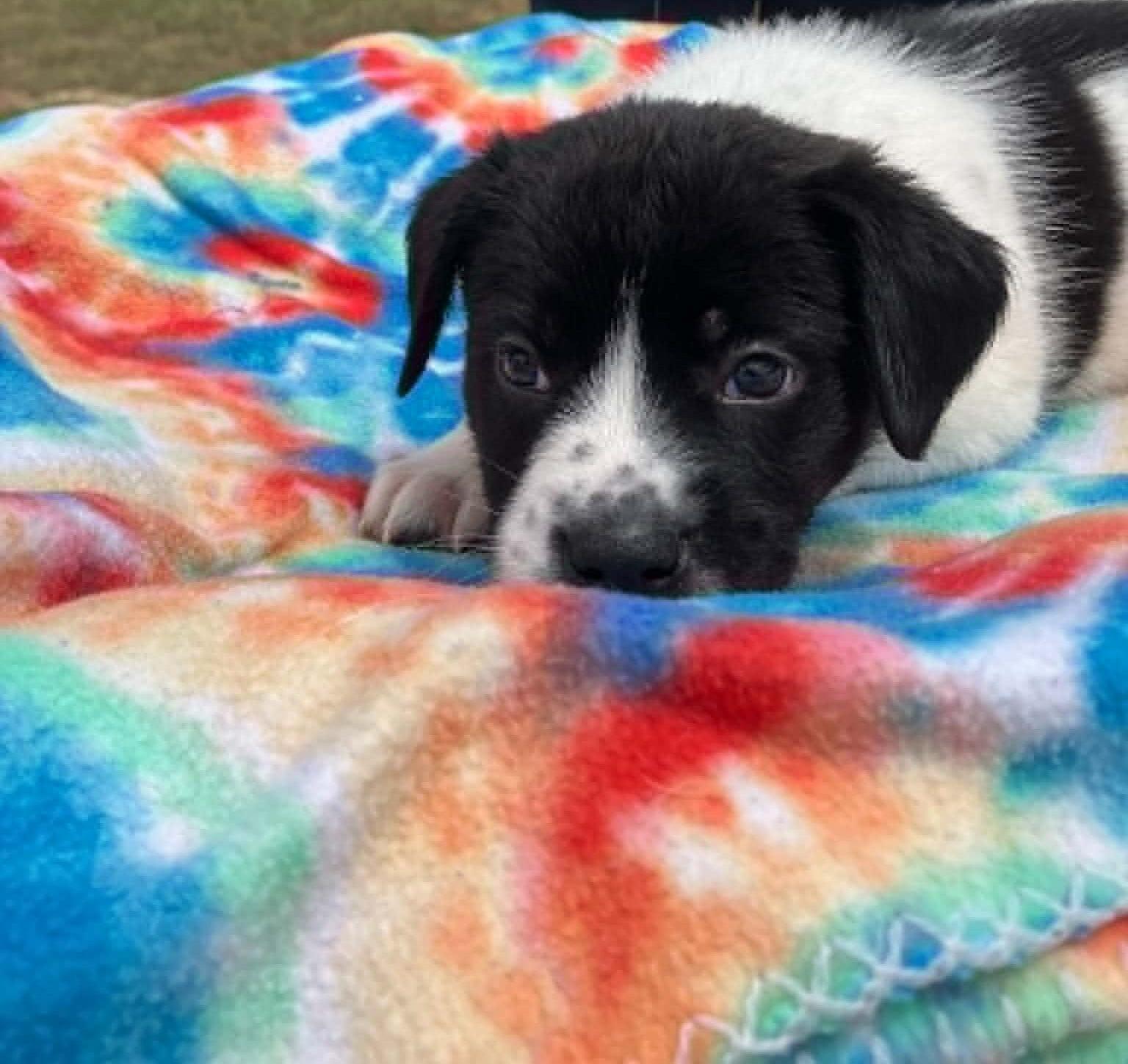 Enlarge Kale, a ADOPTABLE mixed breed in Temple, TX image 2/4