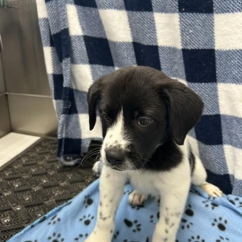 Enlarge Kale, a ADOPTABLE mixed breed in Temple, TX image 2/4