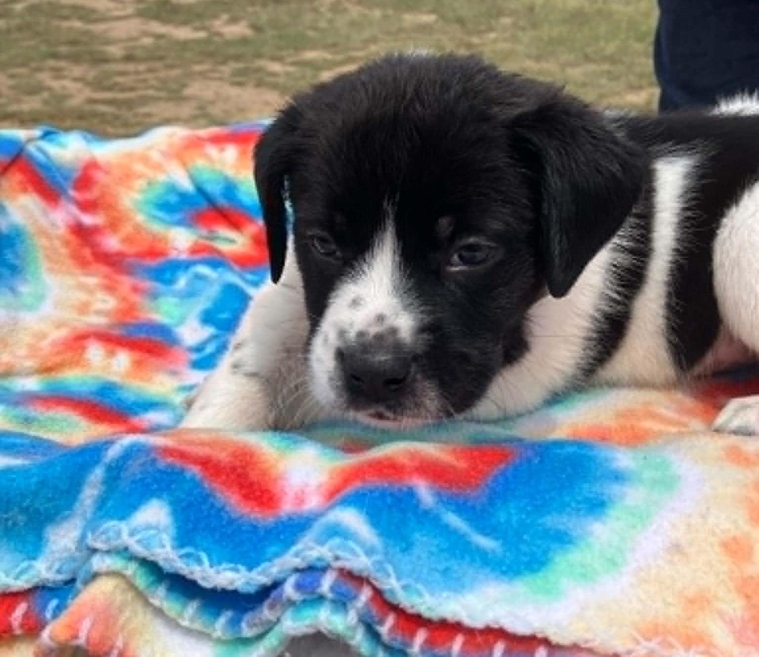 Enlarge Kale, a ADOPTABLE mixed breed in Temple, TX image 1/4