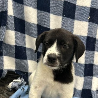 Enlarge Kale, a ADOPTABLE mixed breed in Temple, TX image 1/4