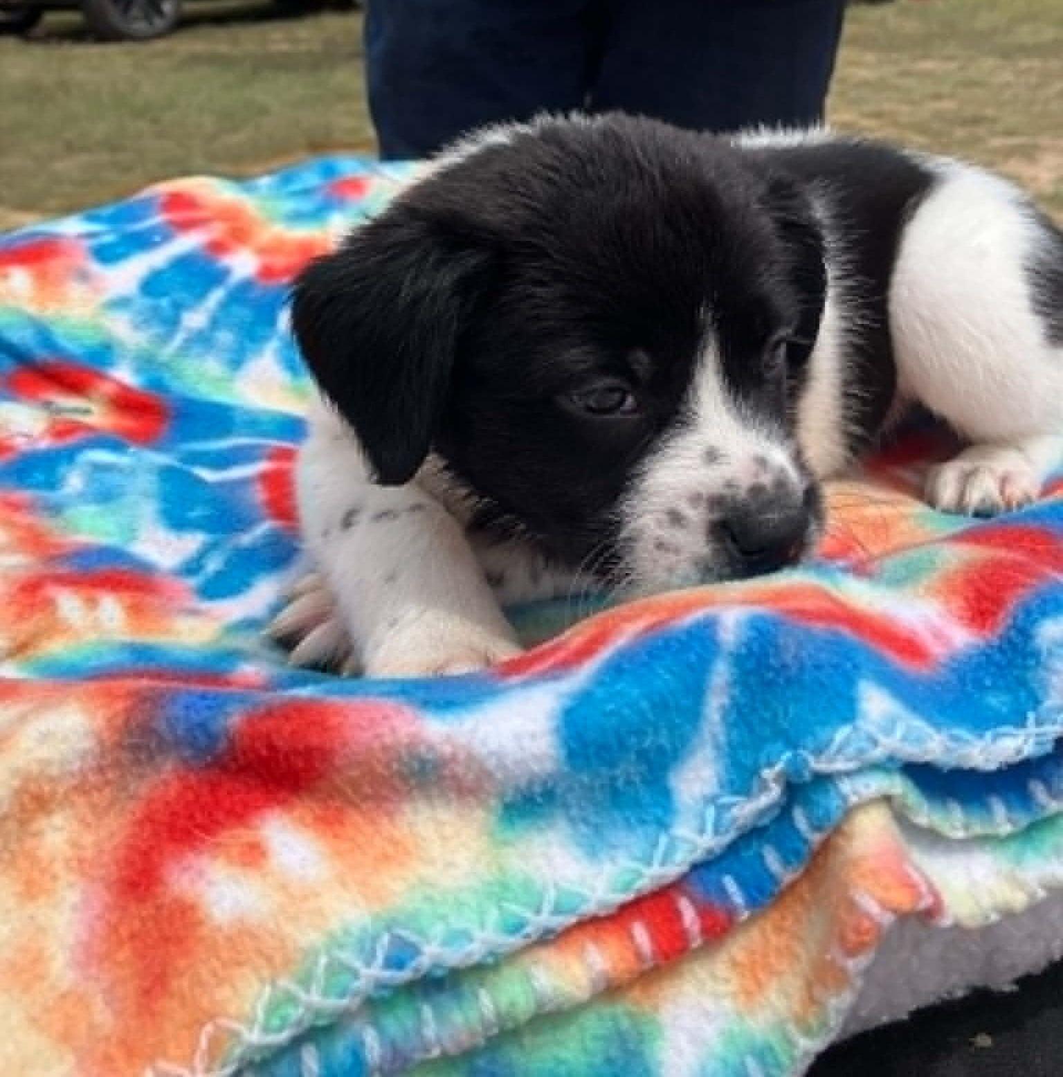 Enlarge Kale, a ADOPTABLE mixed breed in Temple, TX image 3/4