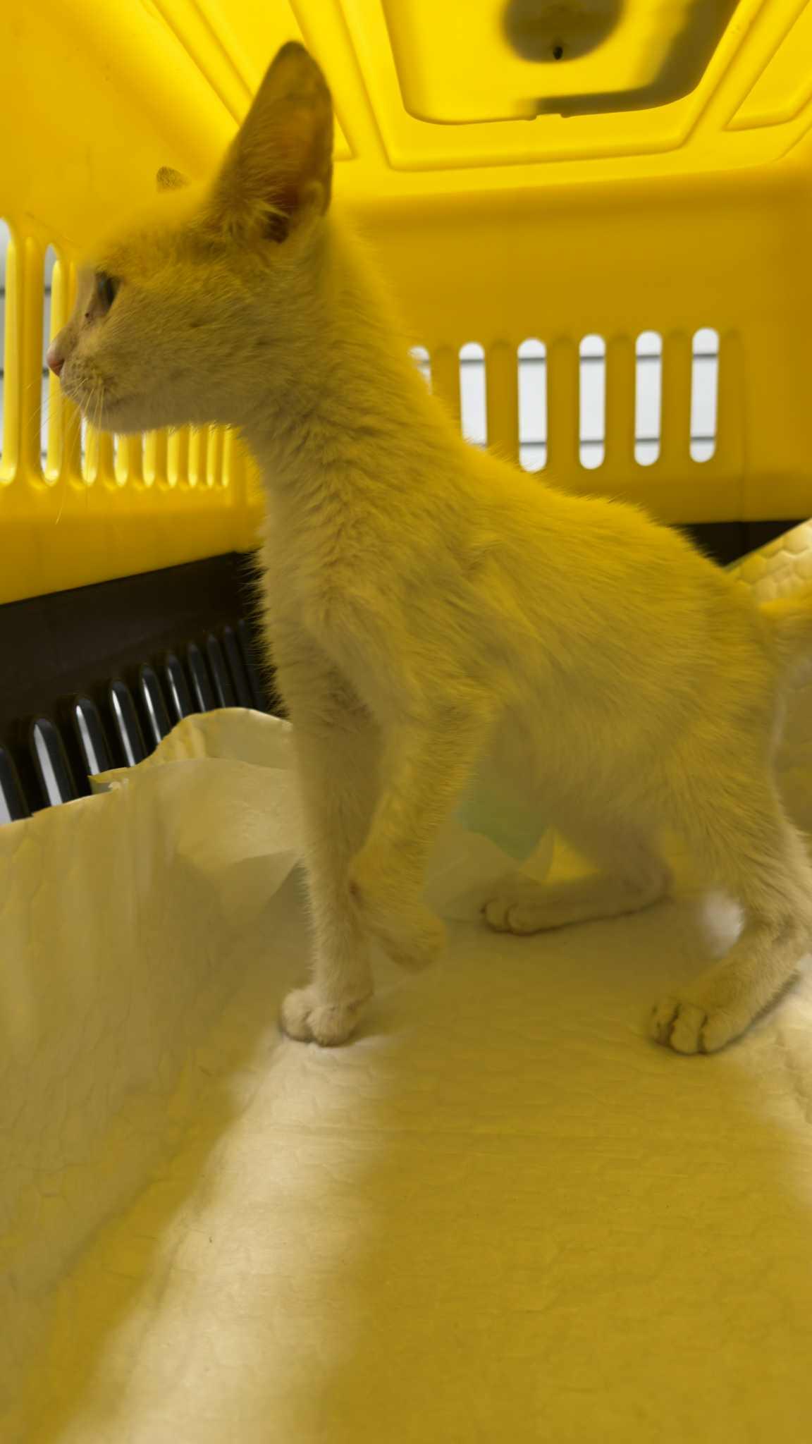 Kakar- please open your heart for this poor baby
