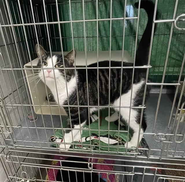 Enlarge OTTER, a Adoptable Domestic Short Hair in Easton, MD image 1/1