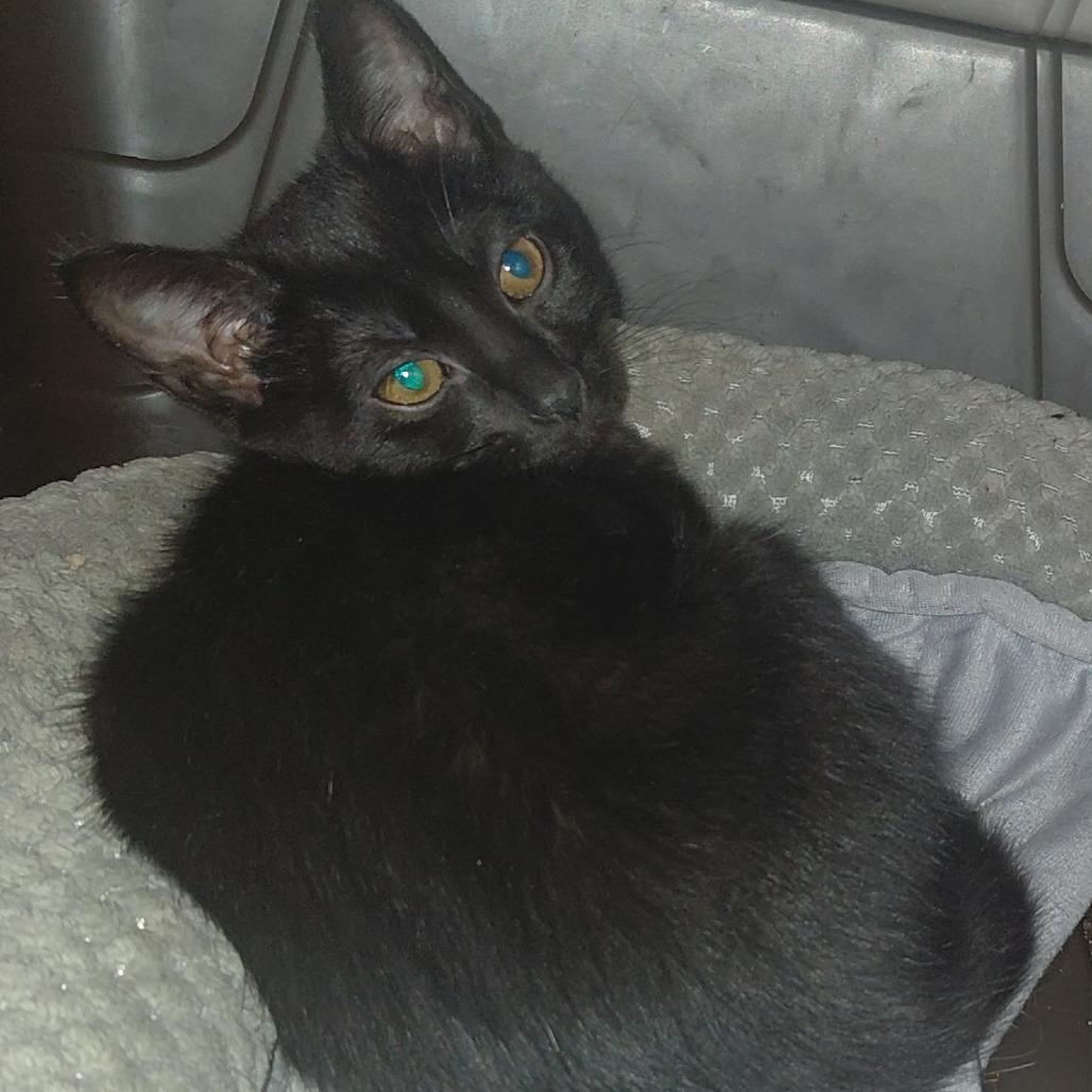 Enlarge Albatross, a Adoptable Domestic Short Hair in Newcastle, OK image 1/1