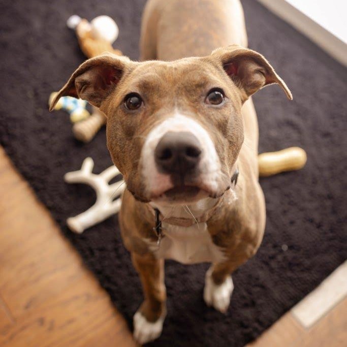 Enlarge  Penelope, a Adoptable mixed breed in Hopkinton, MA image 1/6