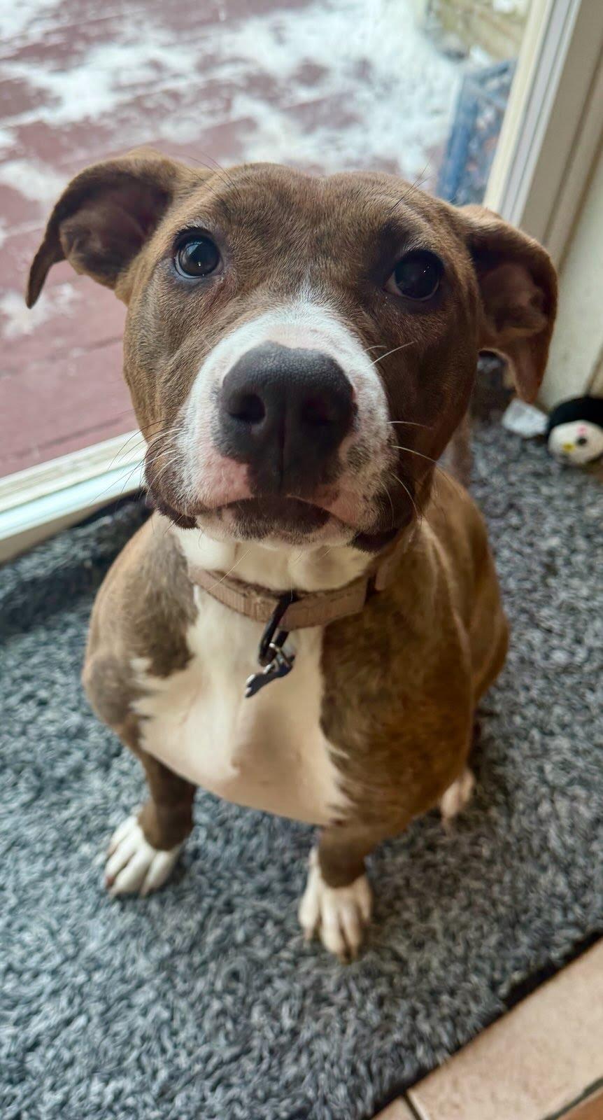 Enlarge  Penelope, a Adoptable mixed breed in Hopkinton, MA image 4/6