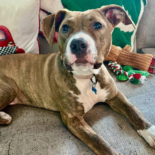 Enlarge  Penelope, a Adoptable mixed breed in Hopkinton, MA image 2/6