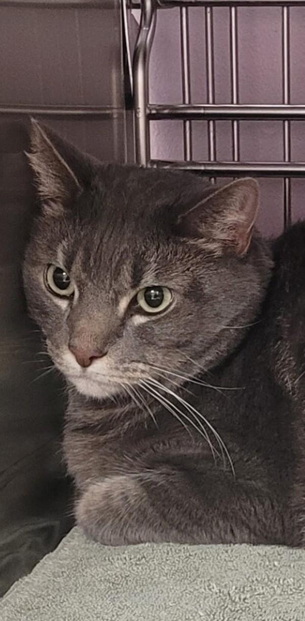 Apples, Adoptable, Adult Male Domestic Short Hair.