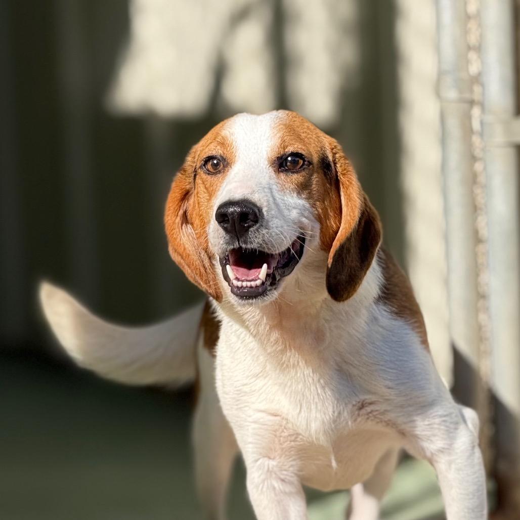Trevor, Adoptable, Adult Male Beagle & Corgi.