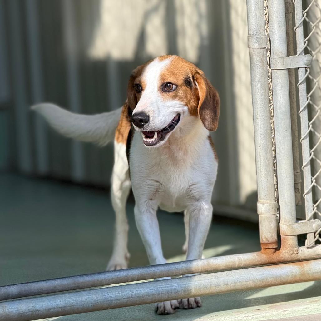 Trevor, a Adoptable mixed breed in New Fairfield, CT image 2/6