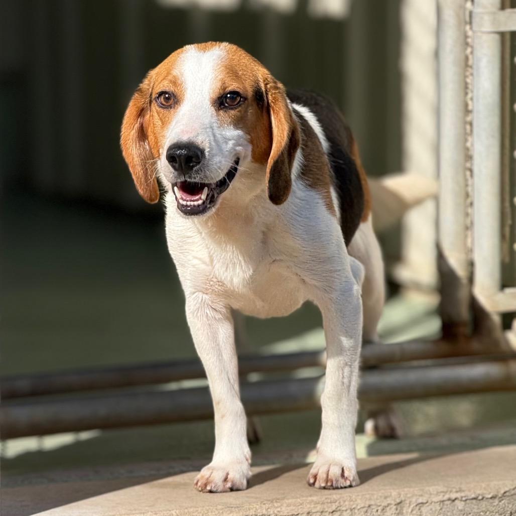Trevor, a Adoptable mixed breed in New Fairfield, CT image 3/6