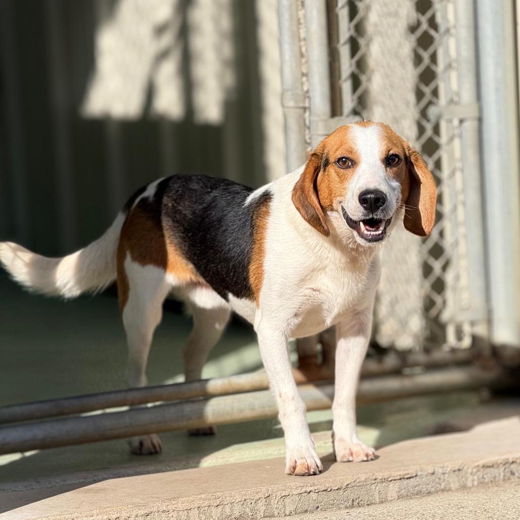 Trevor, a Adoptable mixed breed in New Fairfield, CT image 4/6