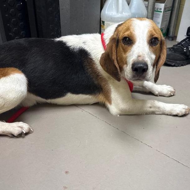 Trevor, a Adoptable mixed breed in New Fairfield, CT image 5/6