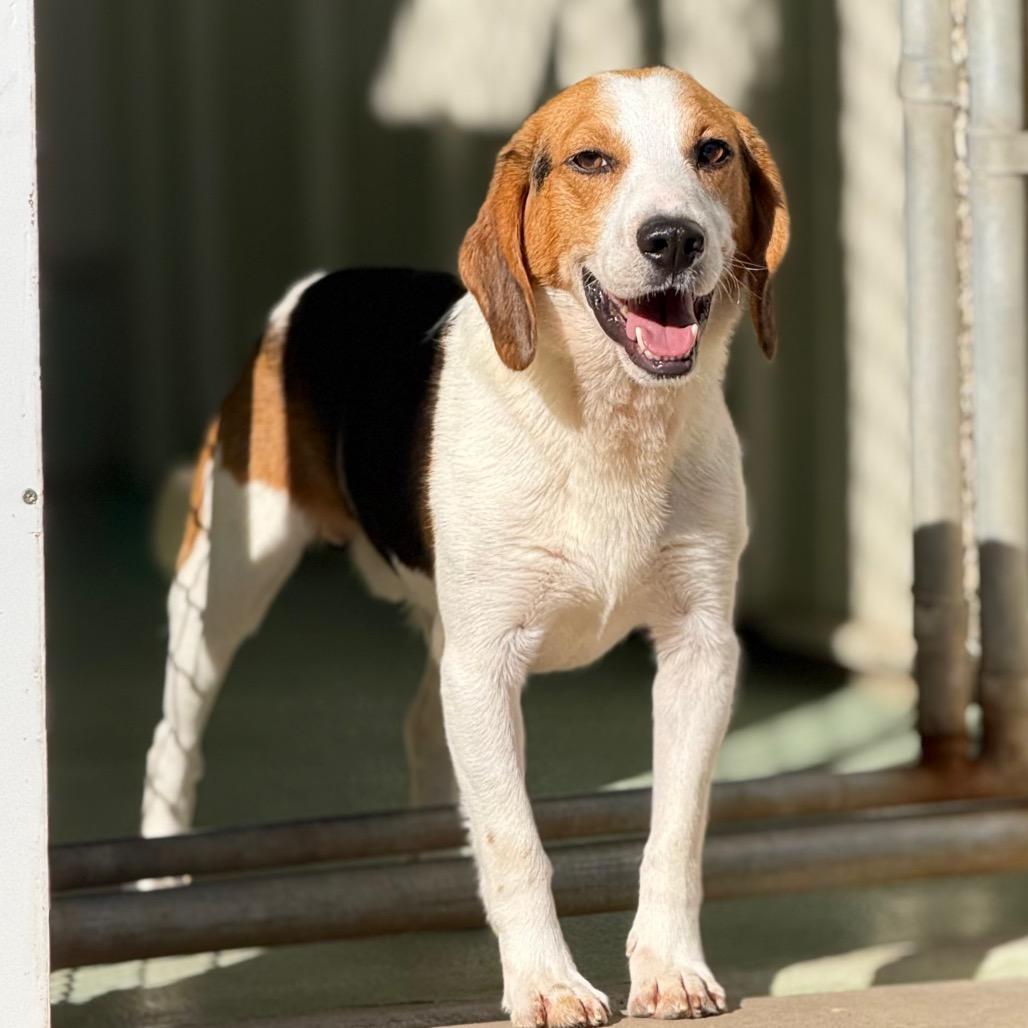 Trevor, a Adoptable mixed breed in New Fairfield, CT image 6/6
