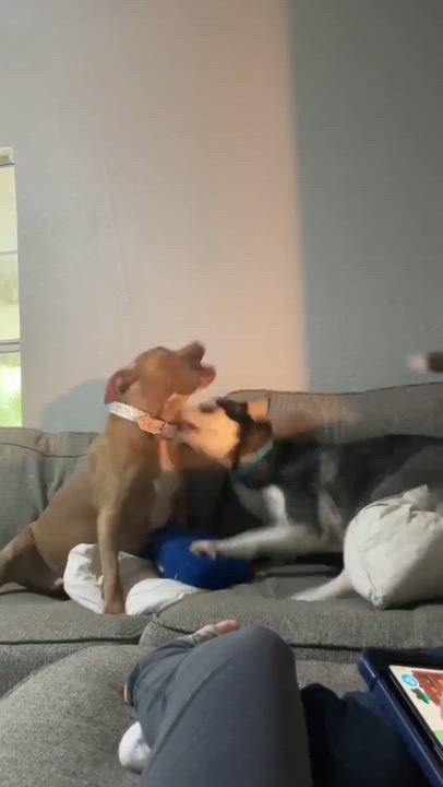 Enlarge Richie, a Adoptable mixed breed in Oaklyn , NJ video 6/6