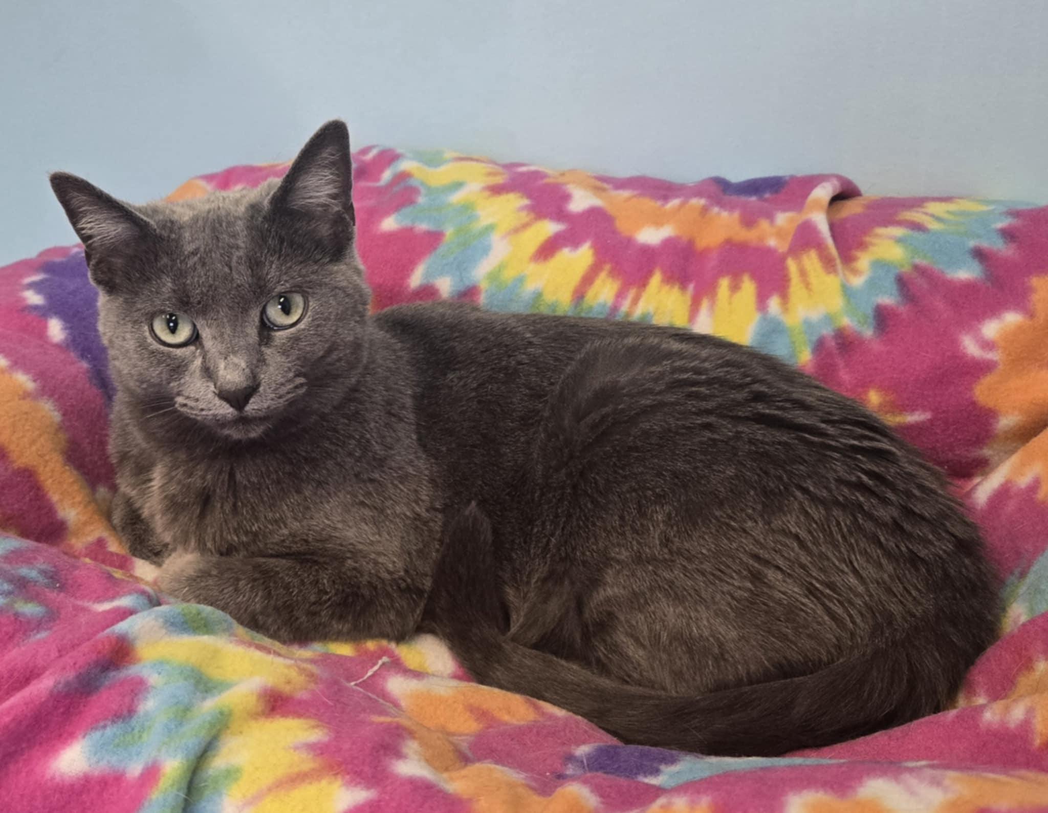 Missy, Adoptable, Adult Female Domestic Short Hair.