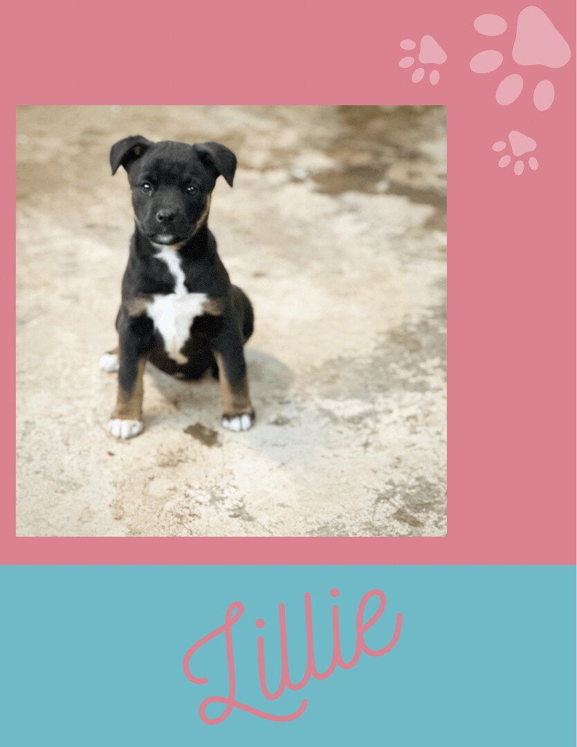 Lillie photo 2