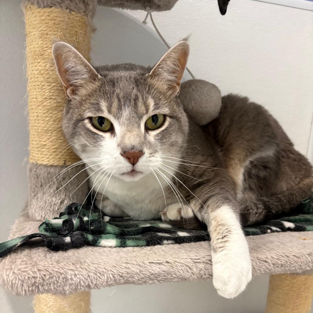 Baylee, Adoptable, Adult Female Domestic Short Hair.