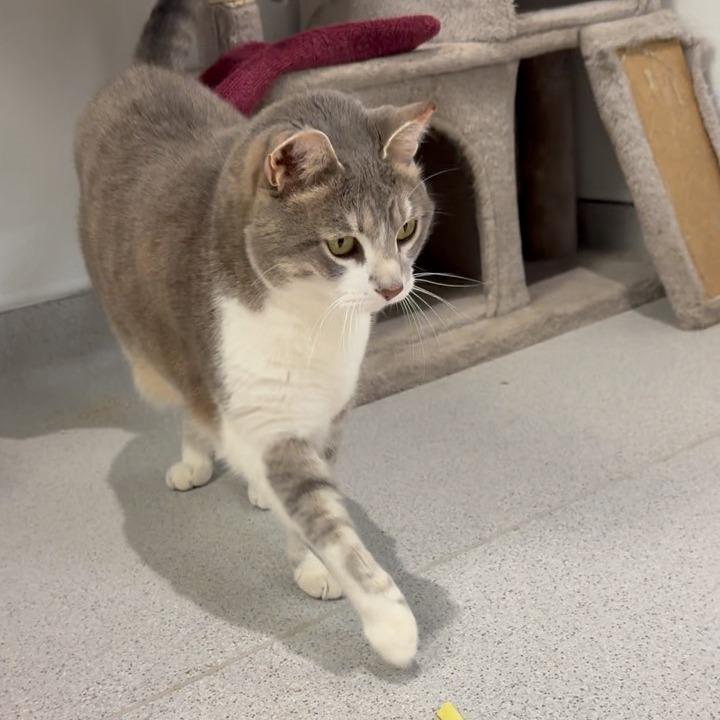 Enlarge Baylee, a Adoptable Domestic Short Hair in Murray, UT image 2/3