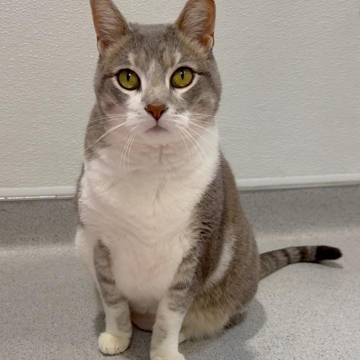 Enlarge Baylee, a Adoptable Domestic Short Hair in Murray, UT image 3/3