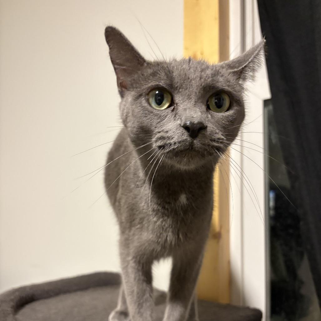 Stormi, Adoptable, Young Female Domestic Short Hair.