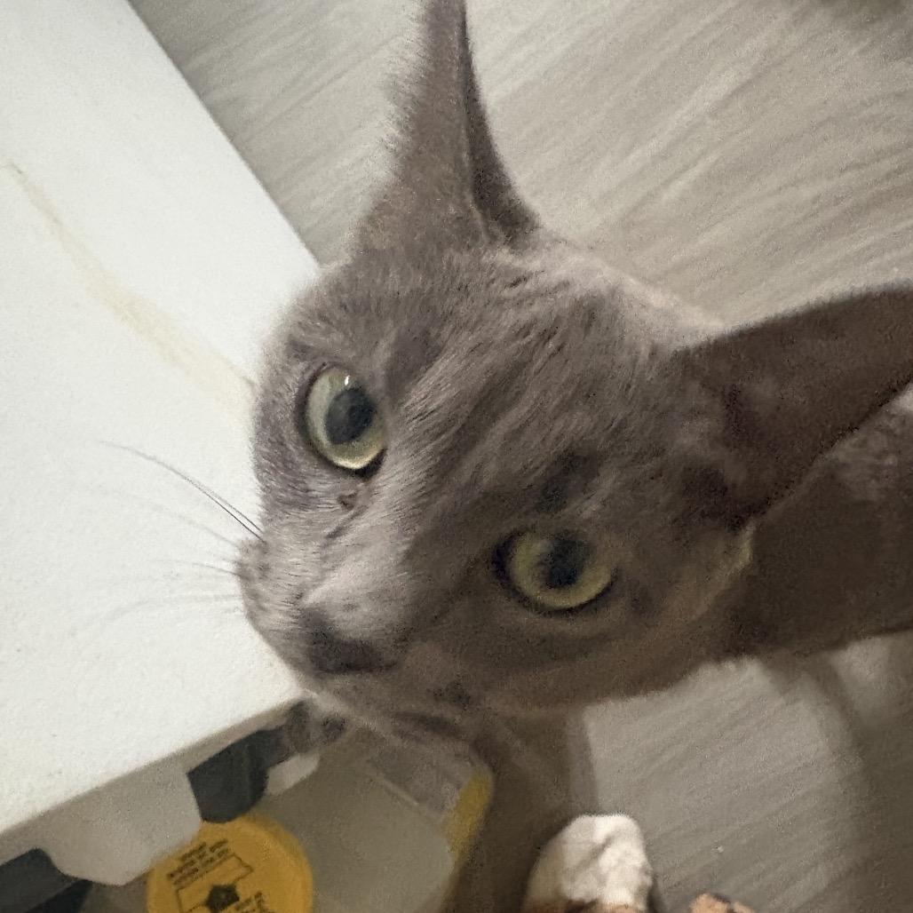 Stormi, a Adoptable Domestic Short Hair in Silver Spring, MD image 2/5