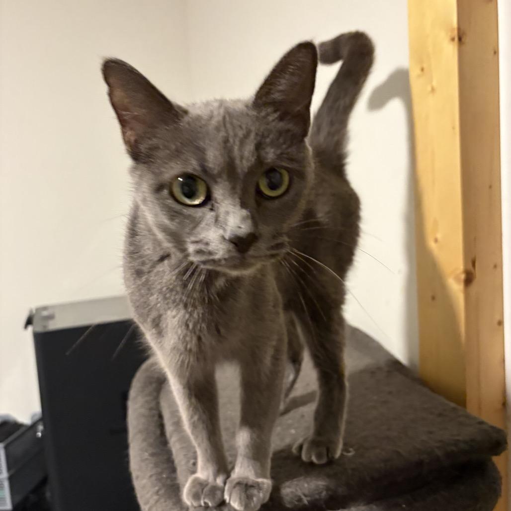 Stormi, a Adoptable Domestic Short Hair in Silver Spring, MD image 3/5