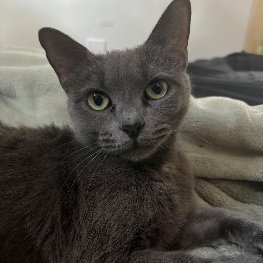 Stormi, a Adoptable Domestic Short Hair in Silver Spring, MD image 4/5