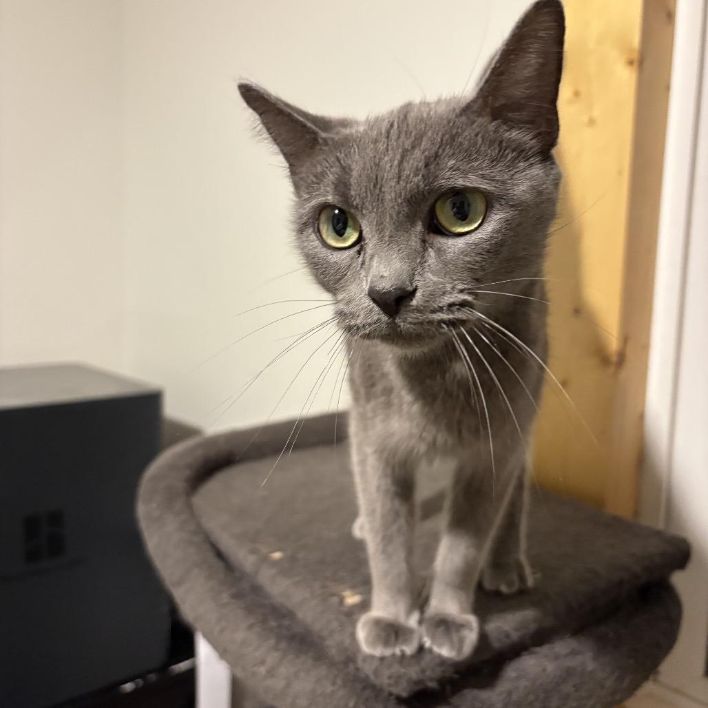 Stormi, a Adoptable Domestic Short Hair in Silver Spring, MD image 5/5