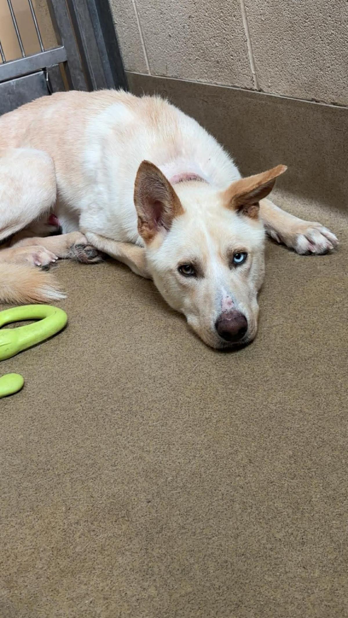 Montana-$75 Adoption Fee! Diamond Dog!, Adoptable, Adult Male German Shepherd Dog & Husky.