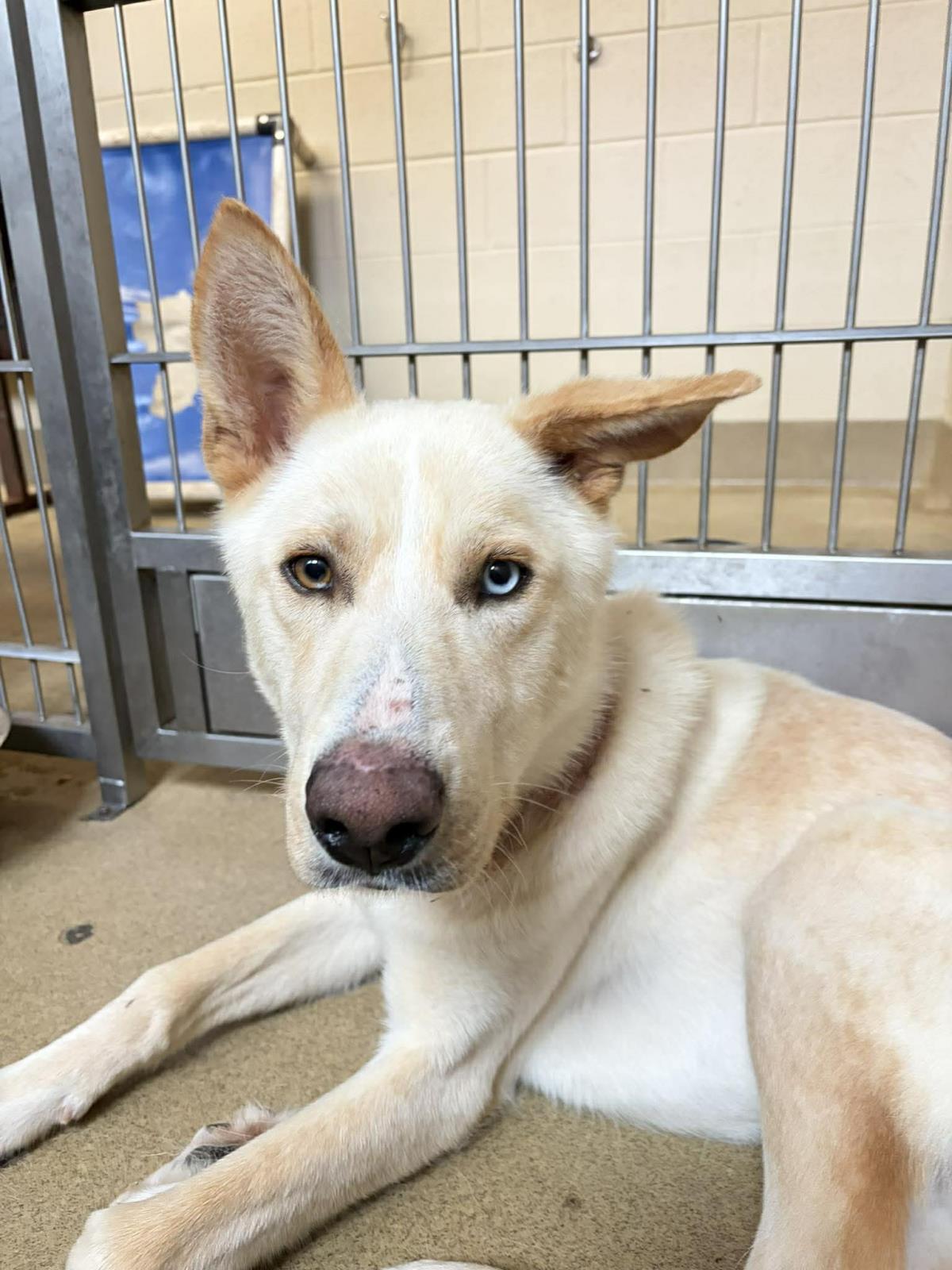 Montana-$75 Adoption Fee! Diamond Dog!, a Adoptable mixed breed in Rockwall, TX image 2/3