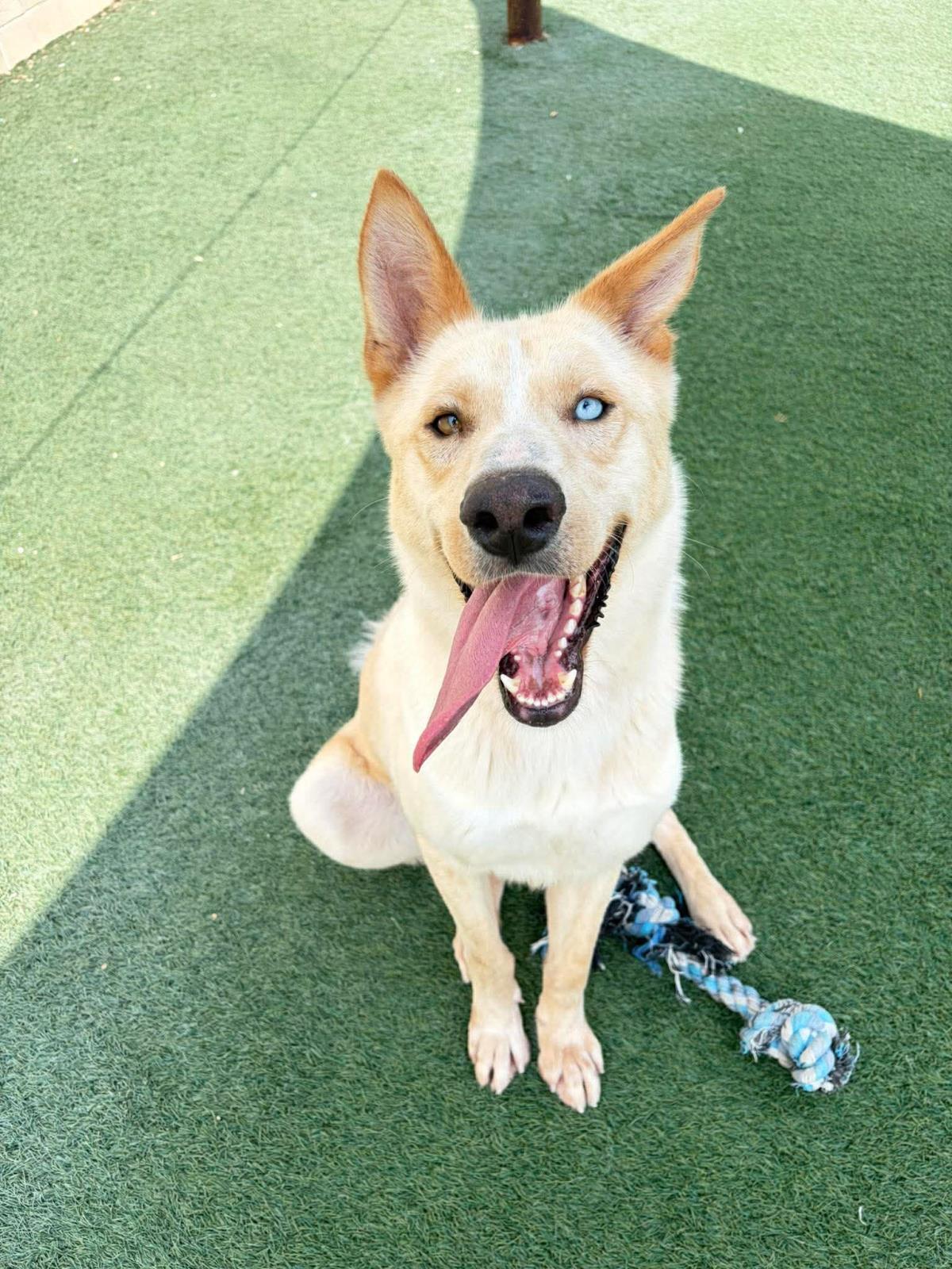 Montana-$75 Adoption Fee! Diamond Dog!, a Adoptable mixed breed in Rockwall, TX image 3/3