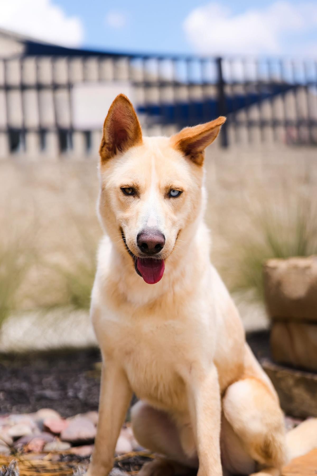 Enlarge Montana, a Adoptable mixed breed in Rockwall, TX image 3/3
