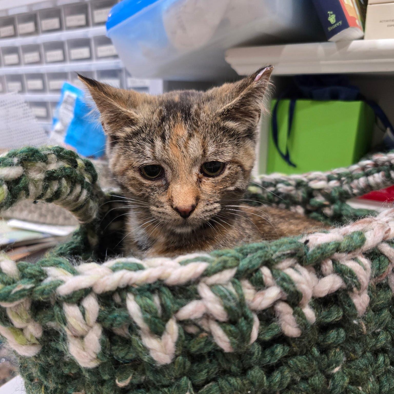 Lizzi, Adopted, Kitten Female Domestic Short Hair.