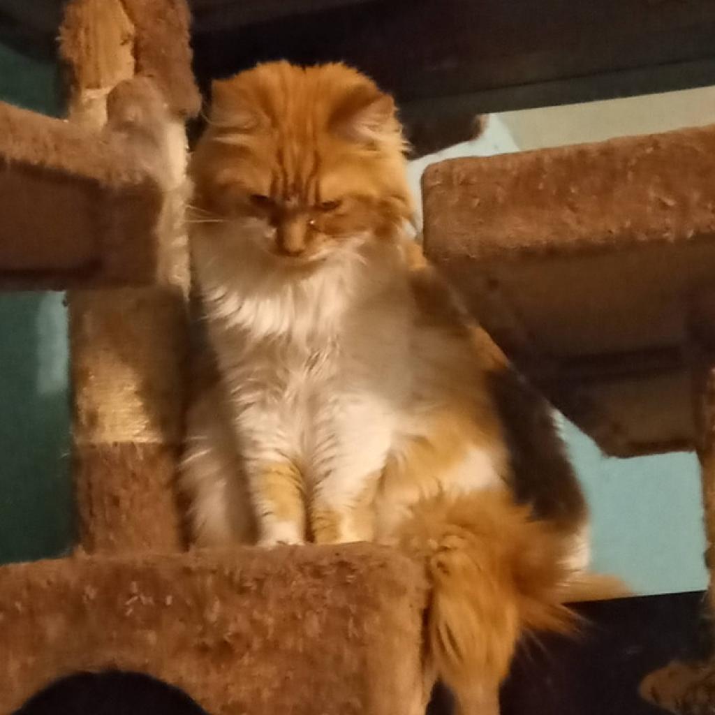 Raquell, a Adoptable Domestic Long Hair in Irwin, PA image 1/4