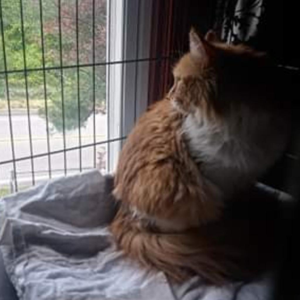 Enlarge Raquell, a Adoptable Domestic Long Hair in Irwin, PA image 1/4