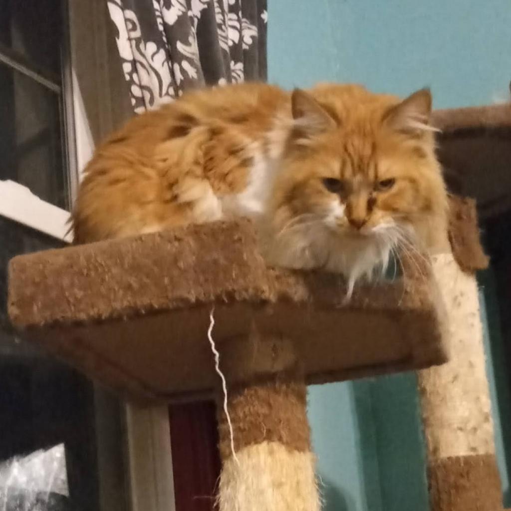 Enlarge Raquell, a Adoptable Domestic Long Hair in Irwin, PA image 3/4