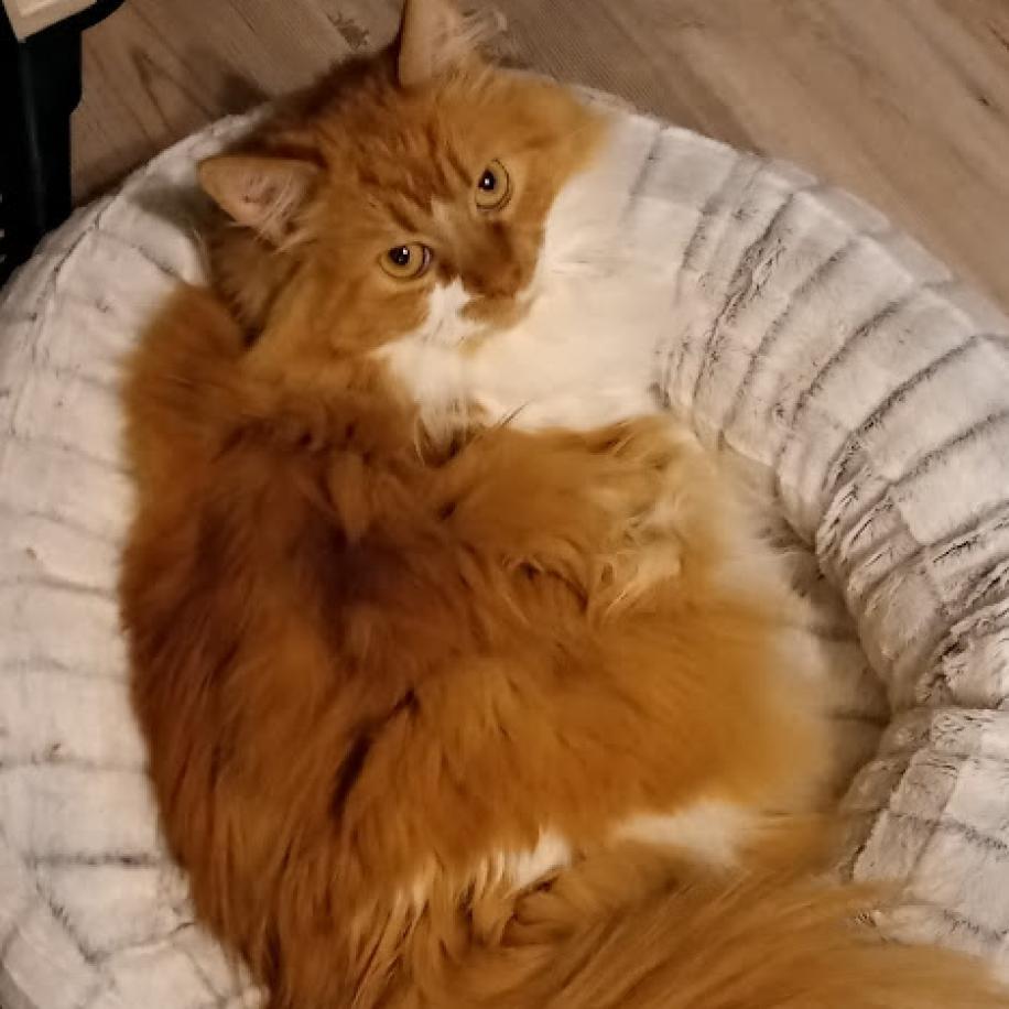 Enlarge Raquell, a Adoptable Domestic Long Hair in Irwin, PA image 4/4