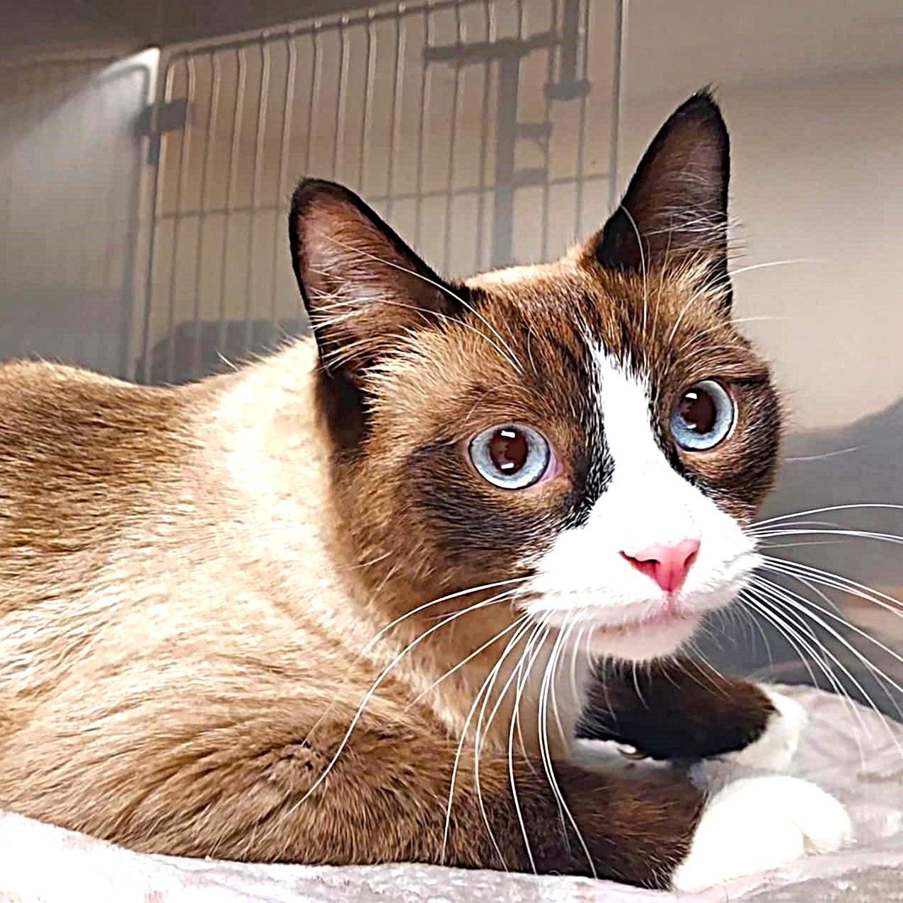 Blue Eyes