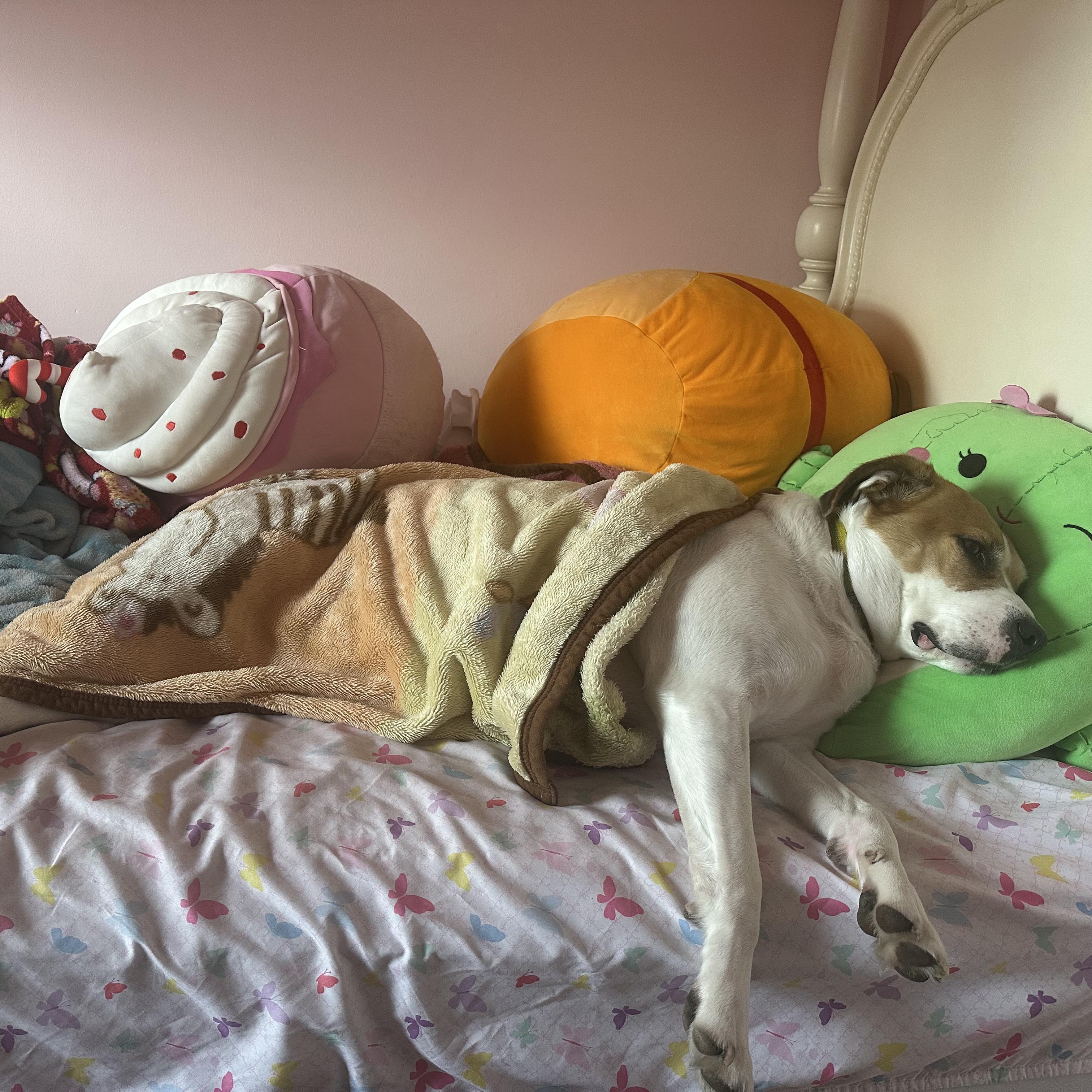 Chelsea (SPONSORED), a Adoptable mixed breed in Lemont, IL image 2/6