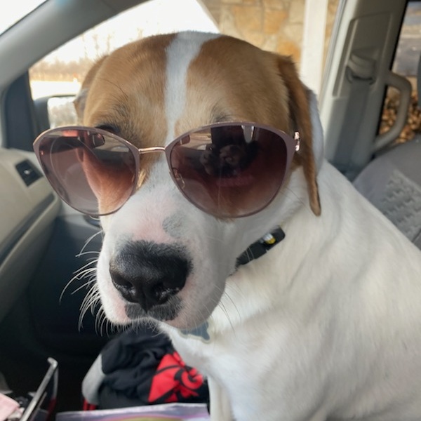 Enlarge Chelsea , a Adoptable mixed breed in Lemont, IL image 6/6
