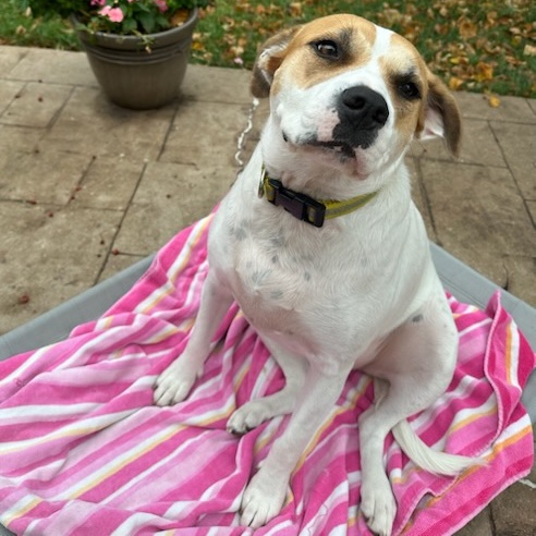 Chelsea , Adoptable, Young Female Labrador Retriever & Terrier.