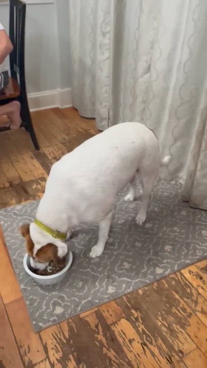 Enlarge Chelsea , a Adoptable mixed breed in Lemont, IL video 5/6