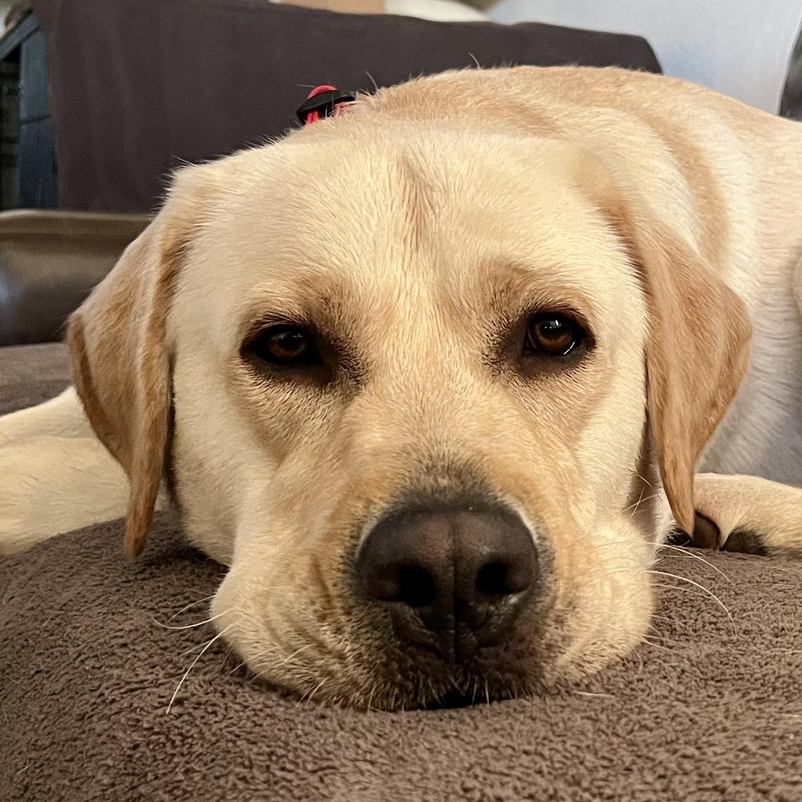 Gus, adopted, Young Male Labrador Retriever.